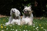 CHIEN NU CHINOIS 172